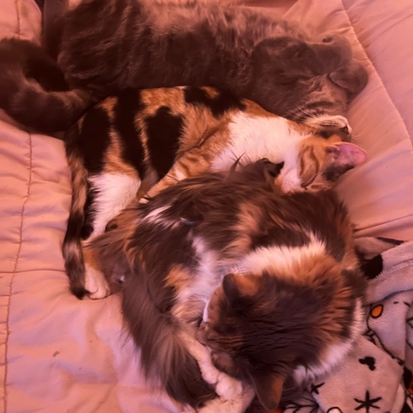 Hey! Welcome to my closet. I love shopping, making deals, and sharing my stuff! - Picture 4 of 7